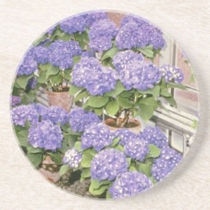 LavendelHydrangea Macrophylla "Enziandom" Blumen Getränkeuntersetzer