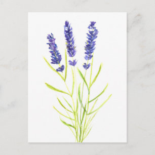 Lavendelkraut Lavendelblüten Aquarell Postkarte