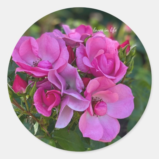 Lavendelrosen Runder Aufkleber (Vorderseite)