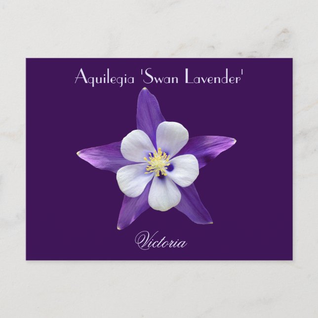 Lavender Aquilegia Columbine Postcard Postkarte (Vorderseite)