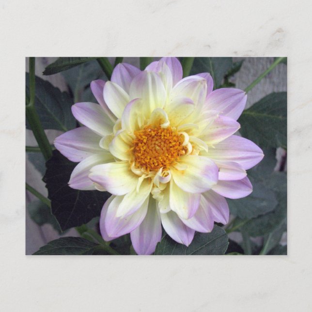 Lavender Creme Dahlia Postkarte (Vorderseite)