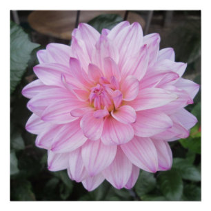 Lavender Dahlia Blume Poster