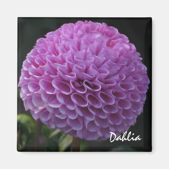 Lavender Dahlia Magnet (Vorne)