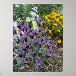 Lavender Daisy Lila Flower Garden Poster