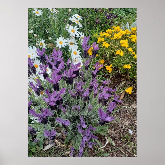 Lavender Daisy Lila Flower Garden Poster (Vorne)