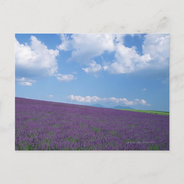 Lavender Field 3 Postkarte (Vorderseite)