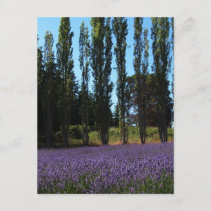 Lavender Field Bible Verse Ermutigungskarte Karte