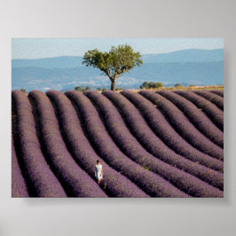 Lavender field in Provence Poster