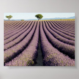 Lavender field in Provence Poster