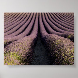 Lavender field in Provence Poster