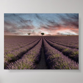 Lavender field in Provence Poster