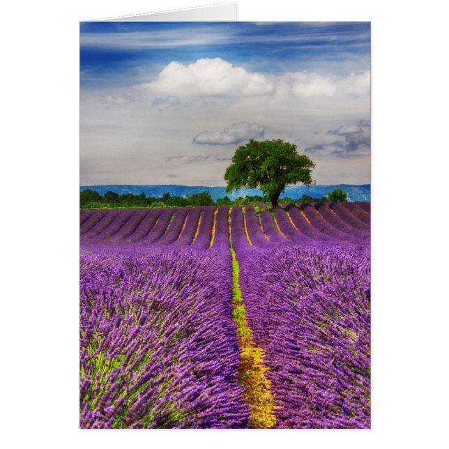 Lavender Field landschaftlich, Frankreich (Vorne)