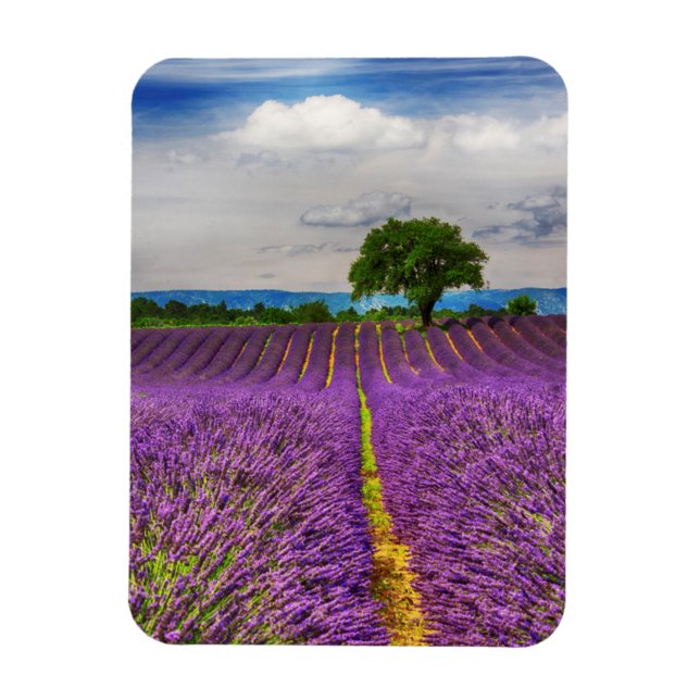 Lavender Field landschaftlich, Frankreich Magnet (Vertikal)