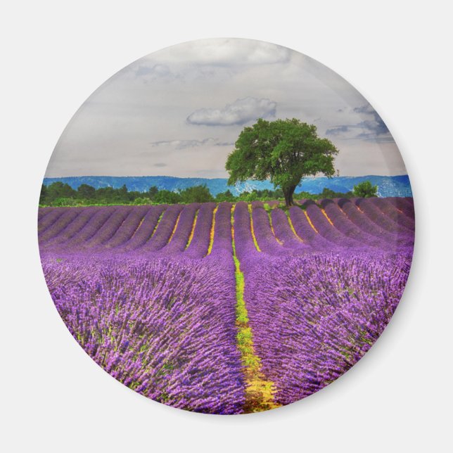 Lavender Field landschaftlich, Frankreich Magnet (Vorne)