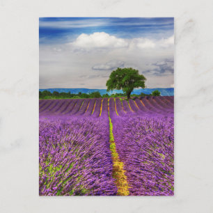Lavender Field landschaftlich, Frankreich Postkarte