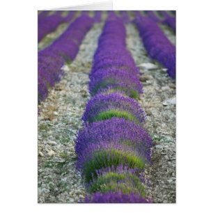 Lavender field, Provence, Frankreich