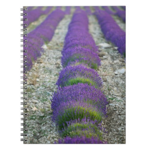 Lavender field, Provence, Frankreich Notizblock