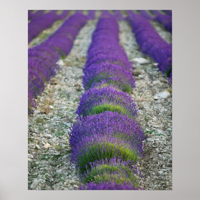 Lavender field, Provence, Frankreich Poster (Vorne)