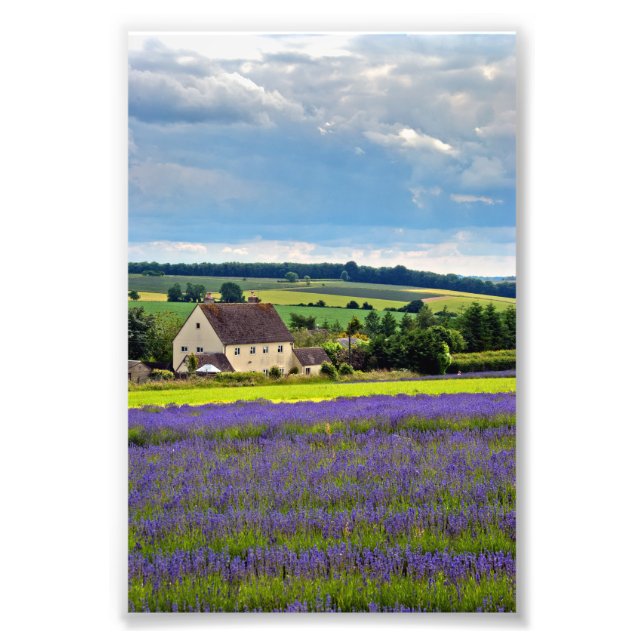 Lavender Field Summer Blume Cotswolds England Fotodruck (Vorne)
