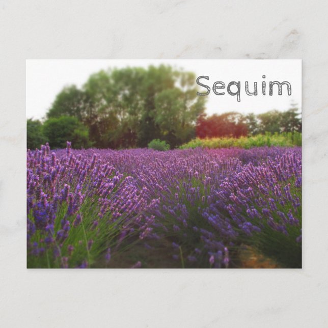 Lavender Fields Sequim Postkarte (Vorderseite)
