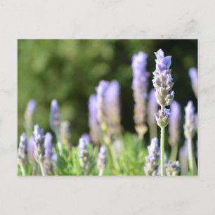 Lavender Fotografie Postcard Postkarte