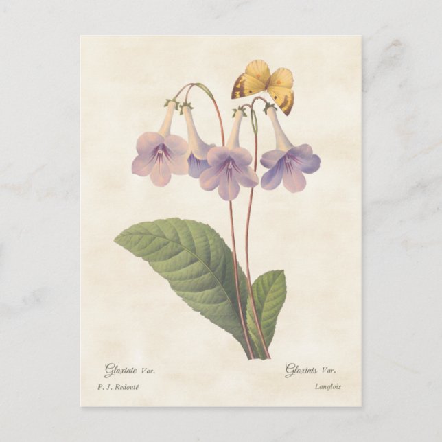 Lavender Gloxinia Vintag Botanische Illustration Postkarte (Vorderseite)