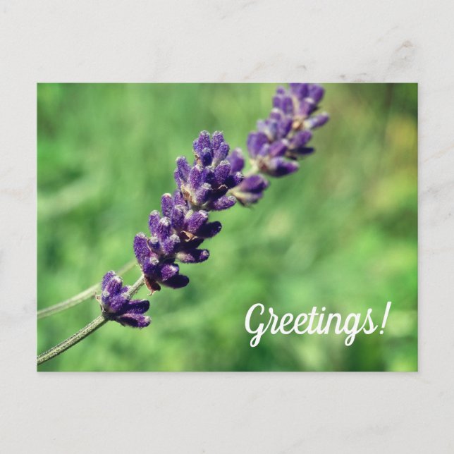Lavender Greetings Postcard Postkarte (Vorderseite)
