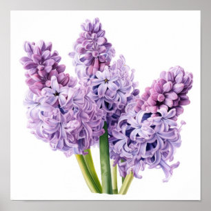 Lavender Hyacinth Blume Art Print Poster