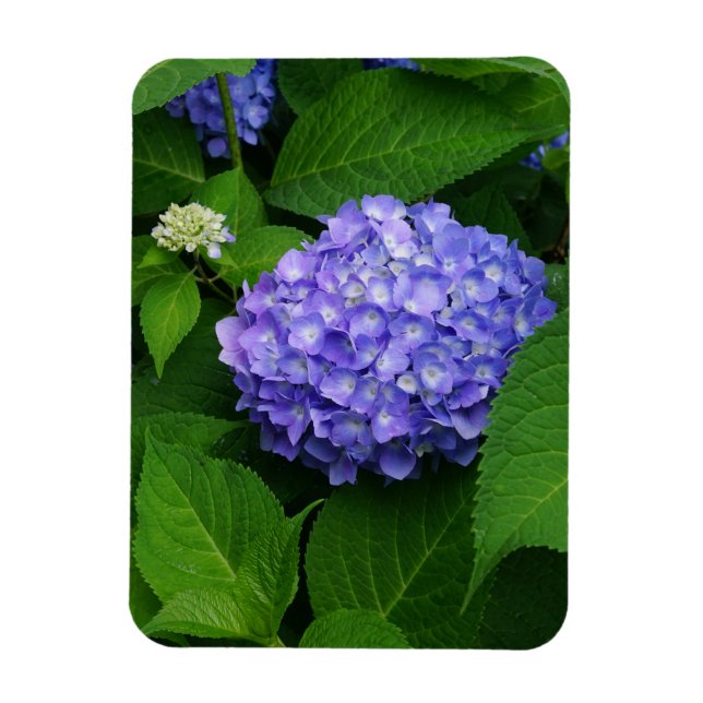 Lavender Hydrangea Magnet (Vertikal)