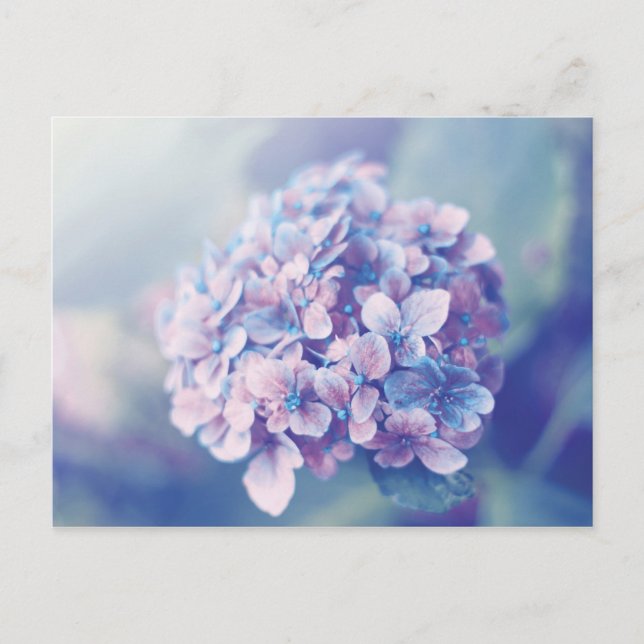 Lavender Hydrangea Postkarte (Vorderseite)