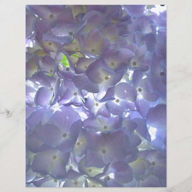 Lavender Hydrangeas violette Blumen (Vorderseite)