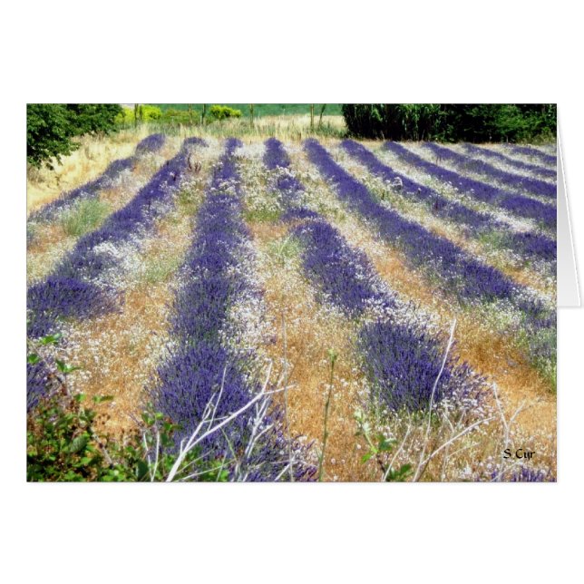 Lavender in Provence, S Cyr (Vorderseite (Horizontal))