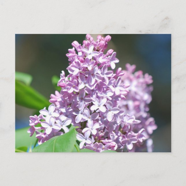 Lavender Lilac Postcard Postkarte (Vorderseite)