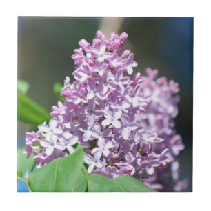 Lavender Lilacs Tile Fliese
