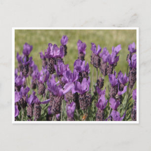 Lavender Meadow-Blume Postkarte