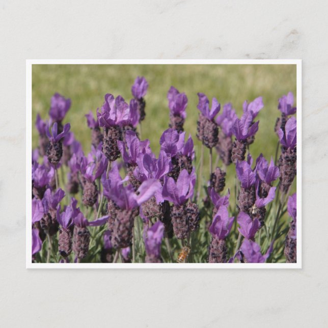 Lavender Meadow-Blume Postkarte (Vorderseite)