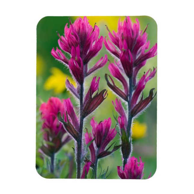 Lavender Paintbrush Magnet (Vertikal)