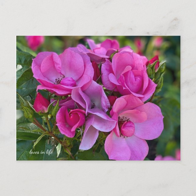 Lavender Pink Rose Postkarte (Vorderseite)