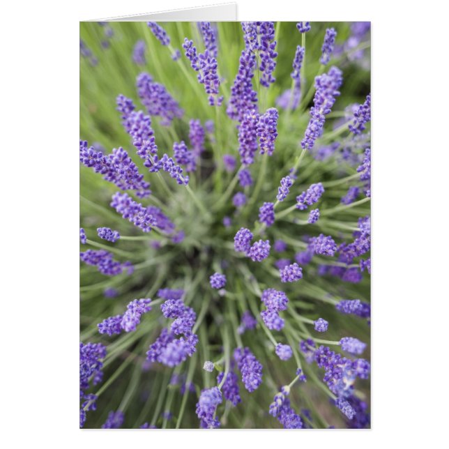 Lavender plants (Devant)