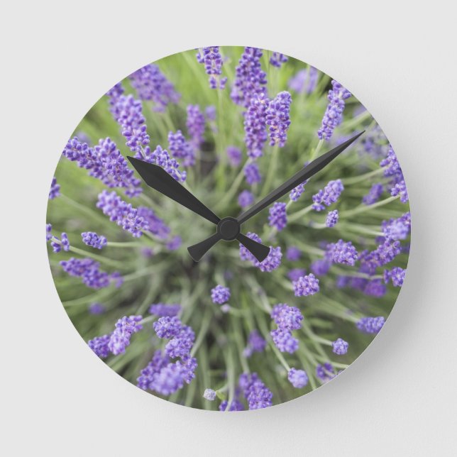 Lavender plants runde wanduhr (Vorderseite)