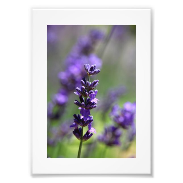 Lavender Portrait Fotodruck (Vorne)