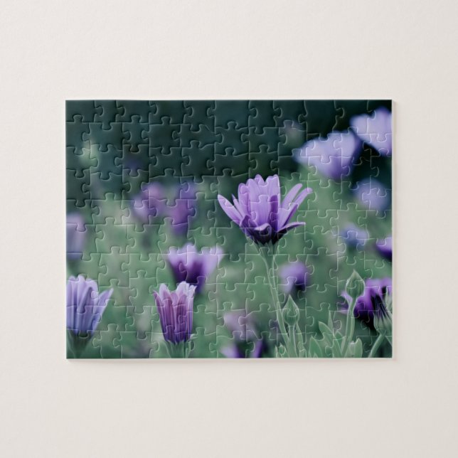 Lavender Purple Flowers (Horizontal)