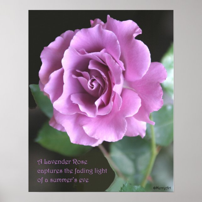 Lavender Rose Poster: ROSE & PROSE 16x20 Poster (Vorne)