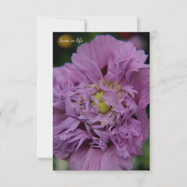 Lavender Ruffly Poppy Mitteilungskarte (Vorderseite)
