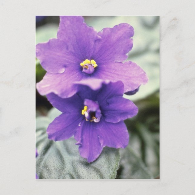 Lavender Saintpaulia "Tender Liebe" (afrikanische  Postkarte (Vorderseite)