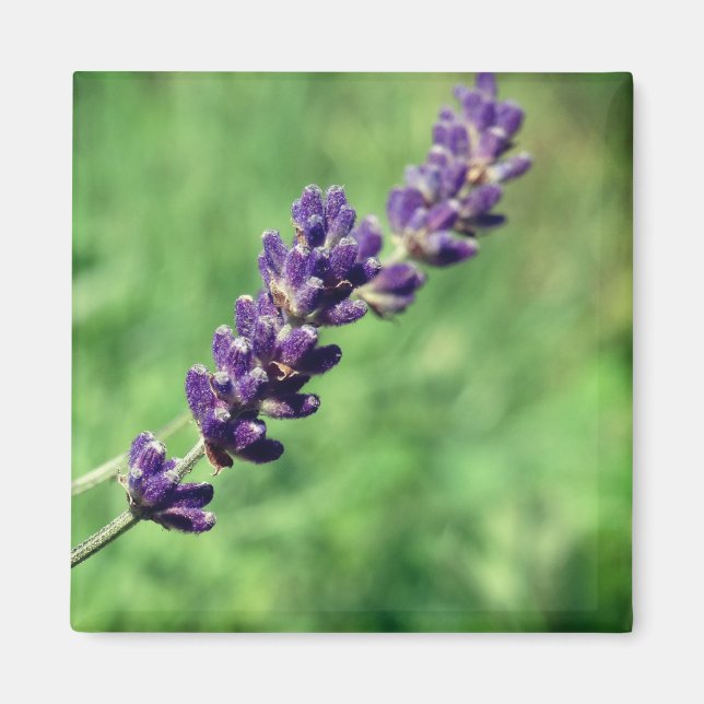 Lavender Stalk Foto Magnet (Vorne)