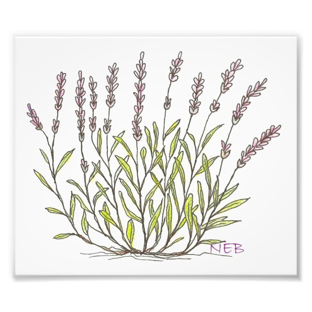 Lavenderskizze Fotodruck (Vorne)
