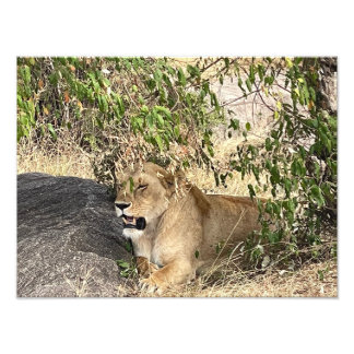 L'avertissement du roi – Impression photo de lion