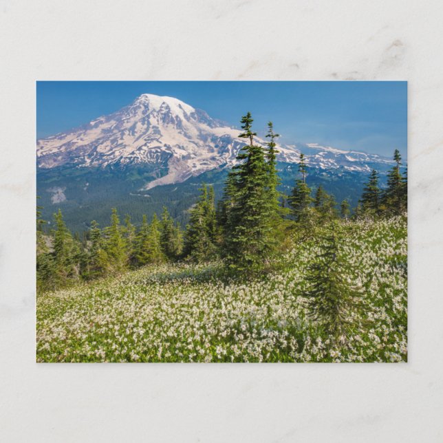 Lawinenliken und Berg Rainier Postkarte (Vorderseite)