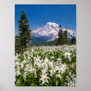 Lawinenlilie und Rainier 2 Poster